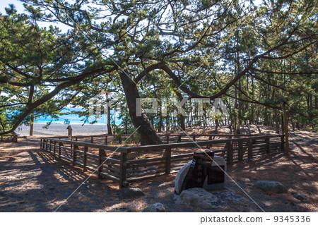 Pine tree of Miho no Morihara Uga Pine tree of Miho no Morihara Uga 9345336