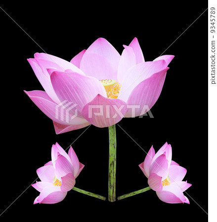 Lotus Lotus 9345789