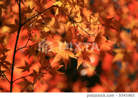 Autumn leaves 9345965