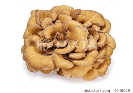 Dancers Dancers 9346029