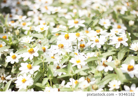 Flowers white blooming 9346182