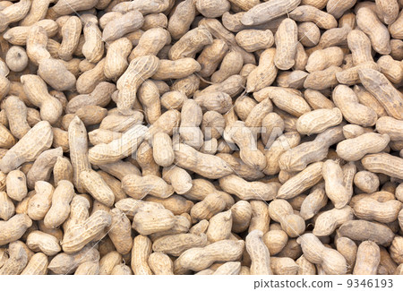 groundnut 9346193