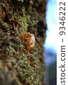 Remembrance of cicadas remaining in the bark of winter 9346222