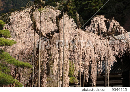 山的分枝櫻花 山的分枝櫻花 9346515