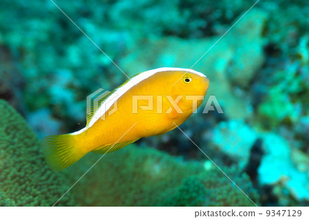 Sejirokumanomi Sejirokumanomi 9347129