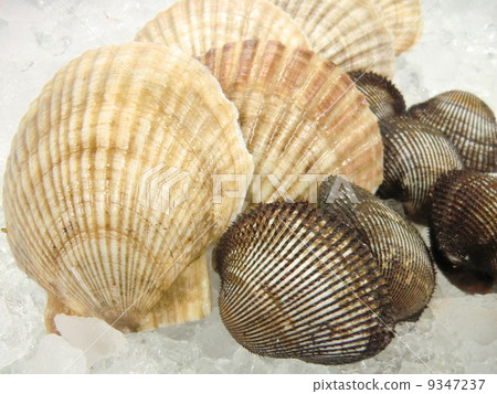 Scallops and shellfish Scallops and shellfish 9347237