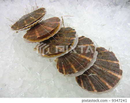 Scallop Scallop 9347241