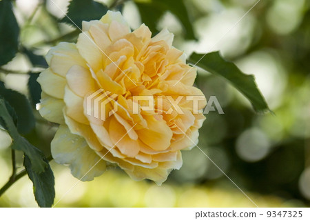 黃玫瑰 黃玫瑰 9347325