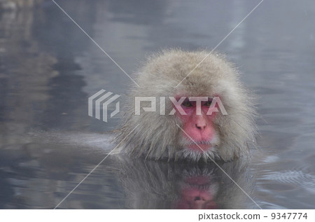 Jigokudani Monkey Kokeen Monkey entering the hot spring Jigokudani Monkey Kokeen Monkey entering the hot spring 9347774