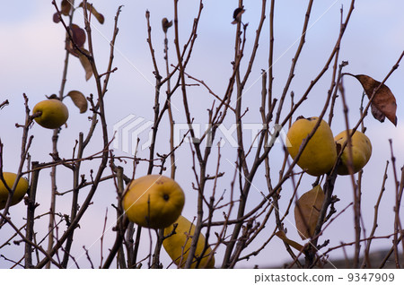 Ripe fruit of curry Ripe fruit of curry 9347909