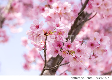 櫻花 9347923