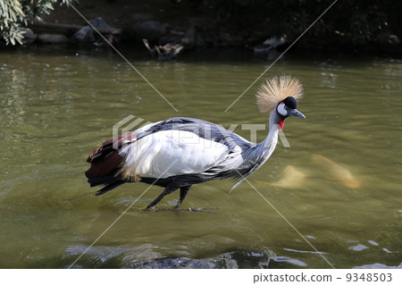 白冠鶴 9348503