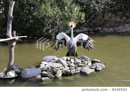 白冠鶴 白冠鶴 9348504