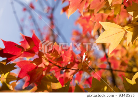 The yellow leaves of Toukaede 9348555