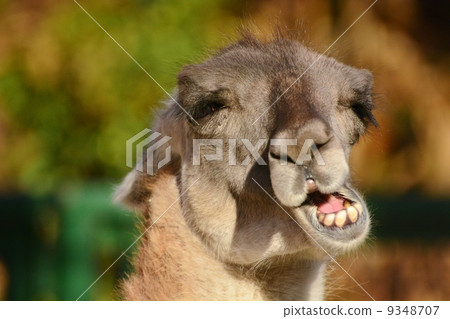 駱駝 駱駝 9348707