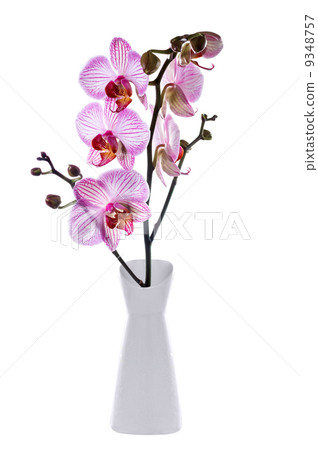 Blooming orchid isolated on white background 9348757