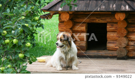 Dog near doghouse 9349022