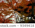 Autumnal leaves and temples 9349418