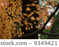 Autumn leaves 9349421