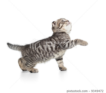 Scottish tabby kitten gives paw and looking up 9349472