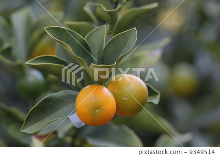 Kumquat Kumquat 9349514