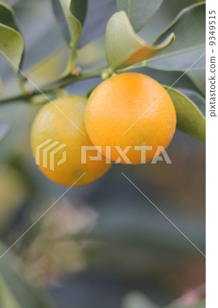 Kumquat Kumquat 9349515