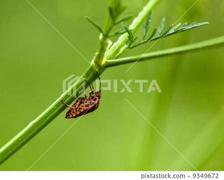 Forest bug hidden under grass stem Forest bug hidden under grass stem 9349672