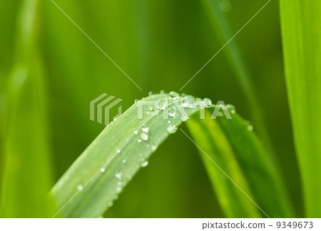 Morning dew on green blade Morning dew on green blade 9349673