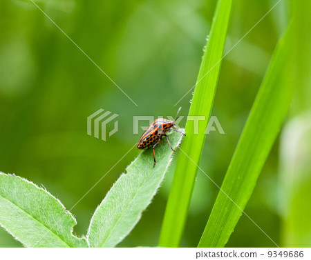 Striped bug on trefoil leaf Striped bug on trefoil leaf 9349686