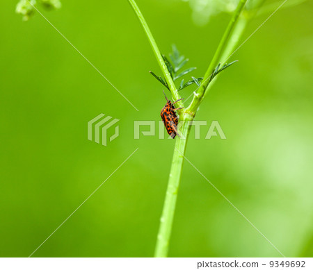 Climbing bug Climbing bug 9349692