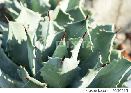 Thunder god Thunder god 9350265