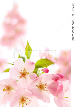 粉紅色的櫻桃樹 9350530