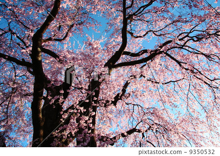 Red branch cherry-blossoms 9350532