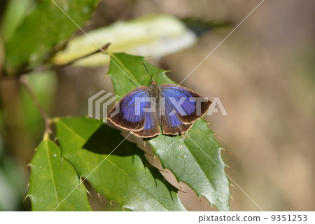 越冬期間的Melasaki杜松 9351253