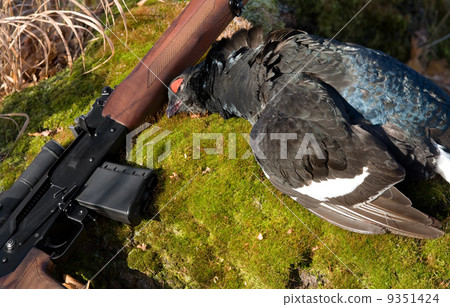 Gun and a black grouse 9351424