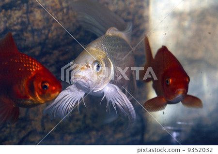 Hirenaga nishikigoi 9352032