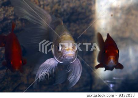 Hirenaga nishikigoi 9352033