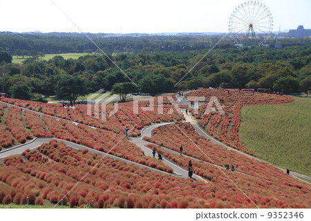 日立海灘公園 9352346