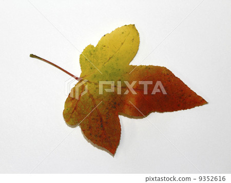 楓香 楓香 9352616