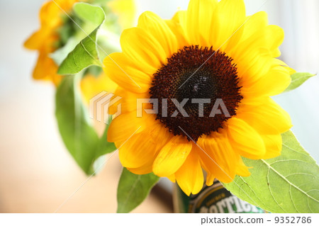 sunflower sunflower 9352786