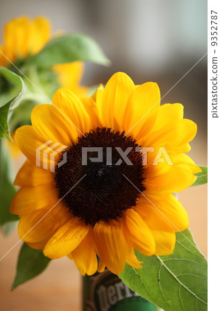 sunflower sunflower 9352787