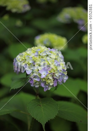 绣球花 叶子 绿色