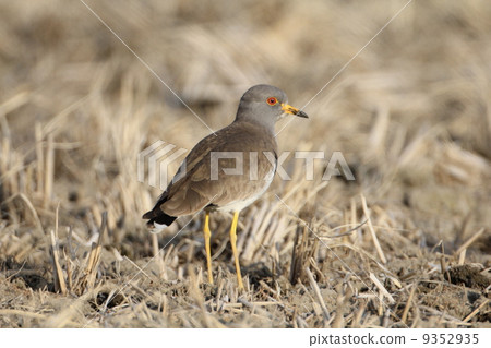 凱利 凱利 9352935