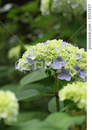 繡球花(繡球花公主) 繡球花(繡球花公主) 9352937