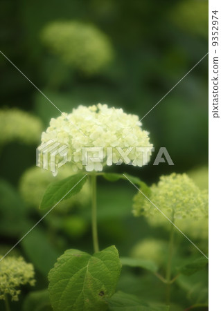 繡球花（Annabell） 9352974