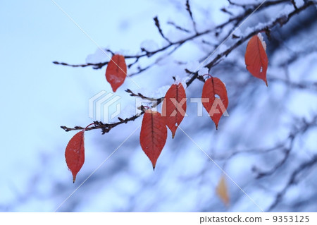 Autumn leaves and snow 9353125