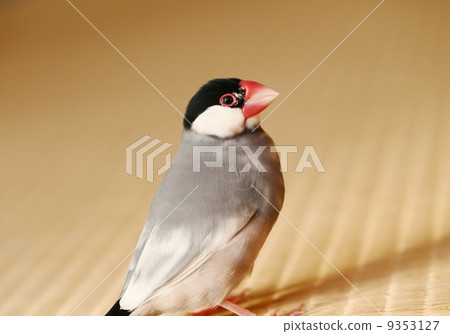 櫻花蝴蝶 9353127