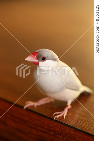 女性女性 9353129