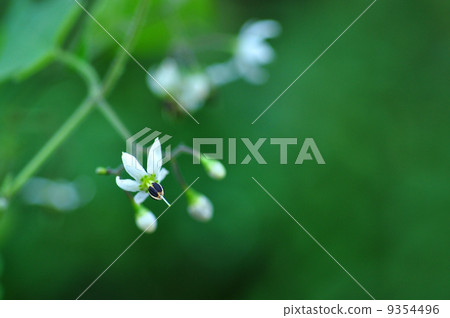 Bulbul Bulbul 9354496