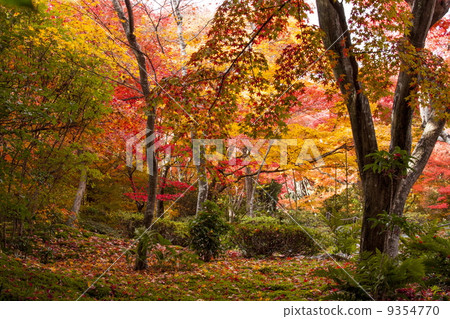 Autumn leaves of Takara Hospital Autumn leaves of Takara Hospital 9354770